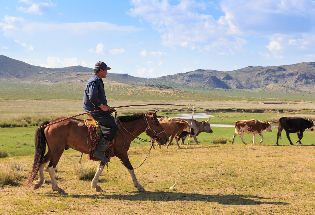 Mounted nomad herds cows in summer, holding uurga, Khogno Khan Uul Nature Reserve, Gurvanbulag, Bulgan province, Northern Mongolia, Central Asia, Asia