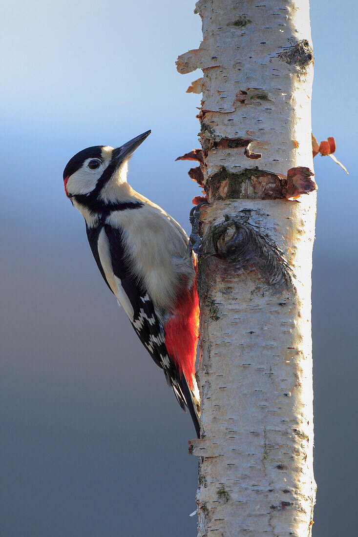 Great spotted woodpecker Dendrocopos major, Scotland, United Kingdom, Europe