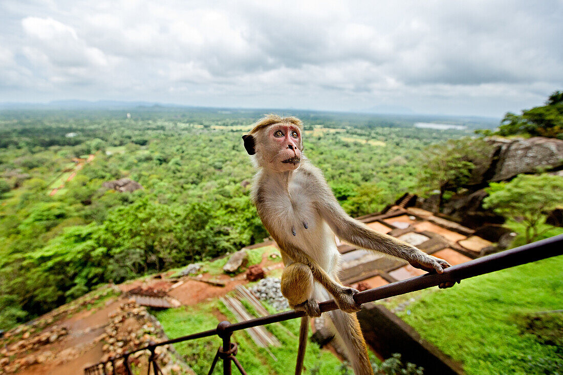 Toque Macaque Macaca sinica, Rilewa, Sigiriya Rock, Dambulla, Sri Lanka, Asia