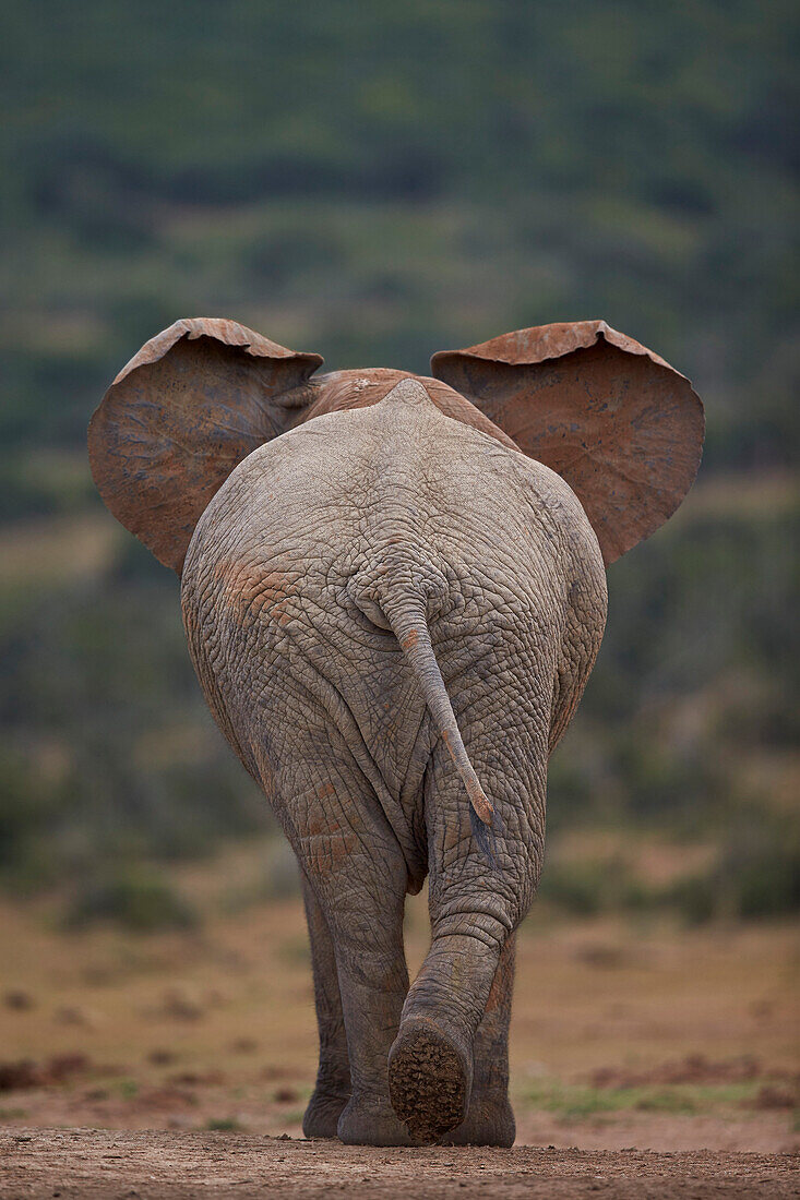 African elephant Loxodonta africana bull, Addo Elephant National Park, South Africa, Africa