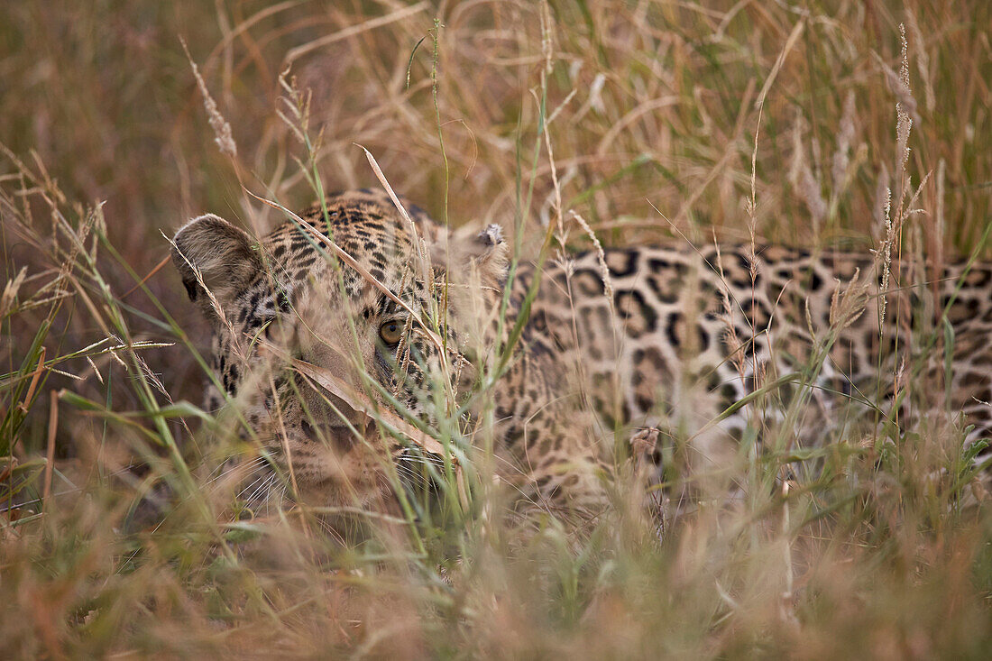 Leopard Panthera pardus hiding in tall grass, Kruger National Park, South Africa, Africa