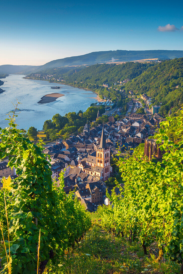 Church of St. Peter Sankt Peter Peterskirche, Bacharach on the River Rhine, Rhineland Palatinate, Germany, Europe