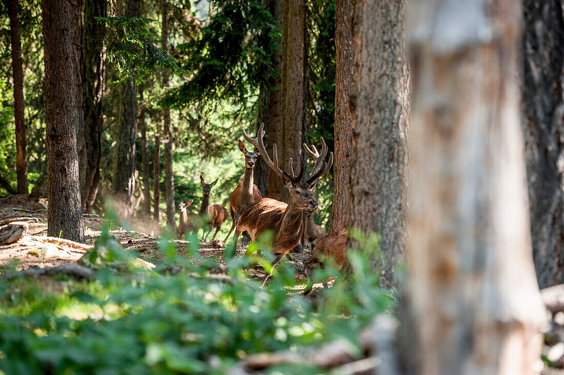 Deer and stag  in teh forest, Alps, Europe