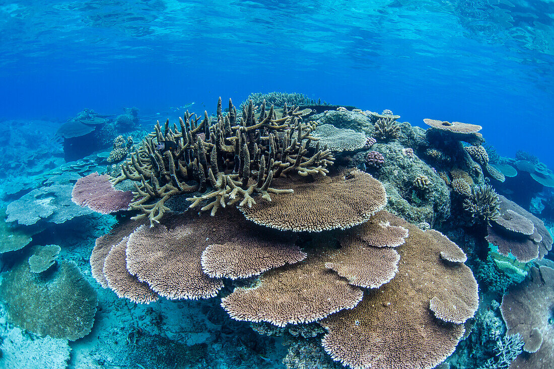 Underwater profusion of hard plate corals at Pulau Setaih Island, Natuna Archipelago, Indonesia, Southeast Asia, Asia