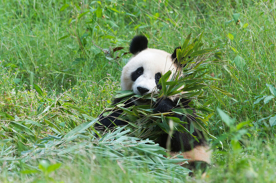Adult giant panda Ailuropoda melanoleuca eating bamboo, China Conservation and Research Centre, Chengdu, Sichuan, China, Asia