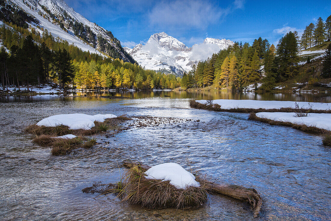 Colorful trees and snowy peaks frame Lai da Palpuogna, Albula Pass, Bergen, Engadine, Canton of Graubunden, Switzerland, Europe