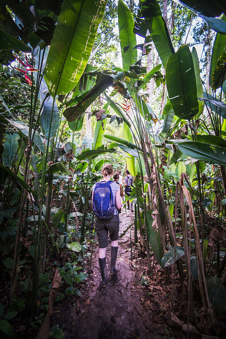 Amazon Jungle trek on Monkey Island Isla de los Monos, Tambopata National Reserve, Peru, South America