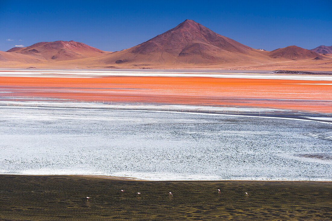 Flamingos at Red Lagoon Laguna Colorada, a salt lake in the Altiplano of Bolivia in Eduardo Avaroa Andean Fauna National Reserve, Bolivia, South America