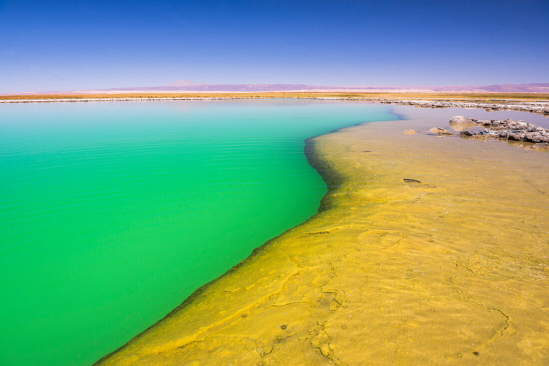 Laguna Cejar floating salt lake lagoon, Atacama Desert, North Chile, Chile, South America