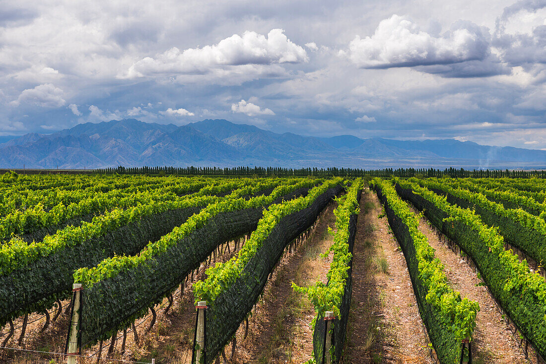 Vineyards in the Uco Valley Valle de Uco, a wine region in Mendoza Province, Argentina, South America