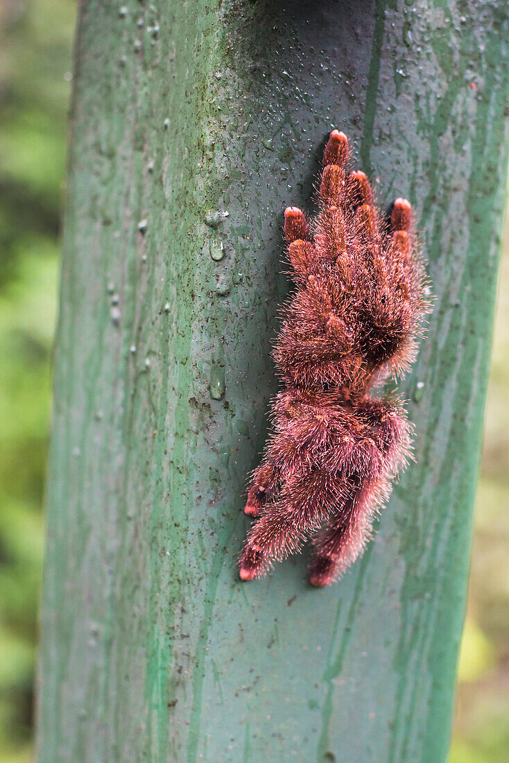 Tarantula, Amazon Rainforest, Coca, Ecuador, South America