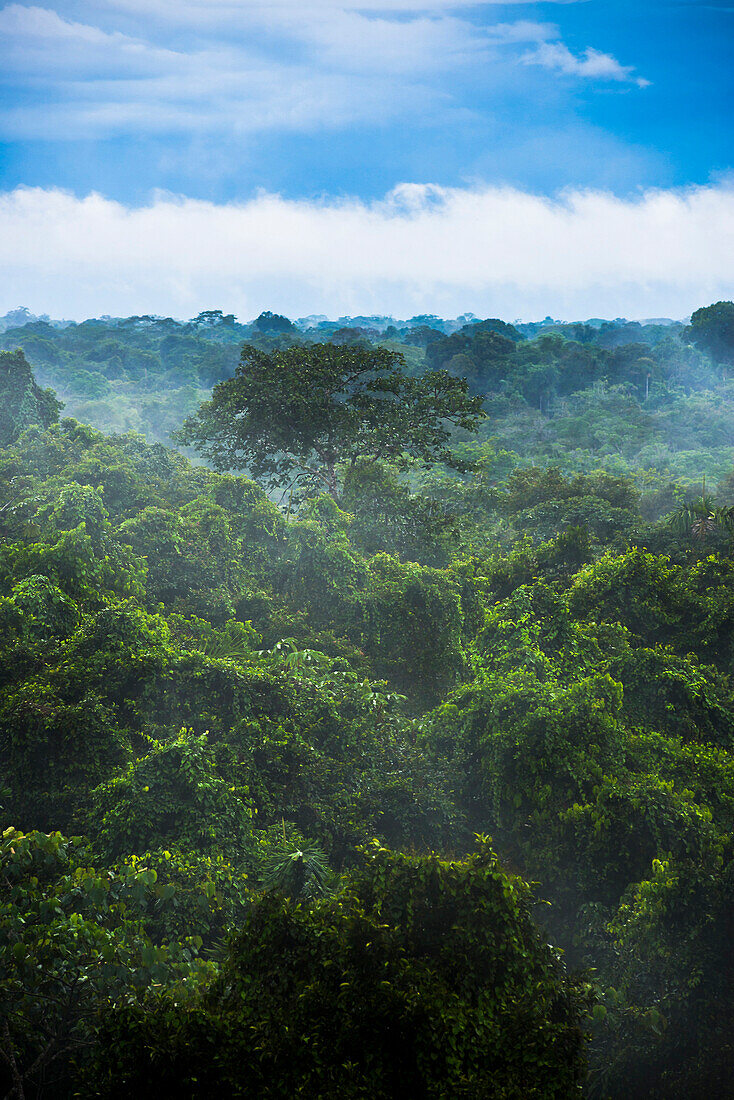 Amazon Rainforest at Sacha Lodge, Coca, Ecuador, South America