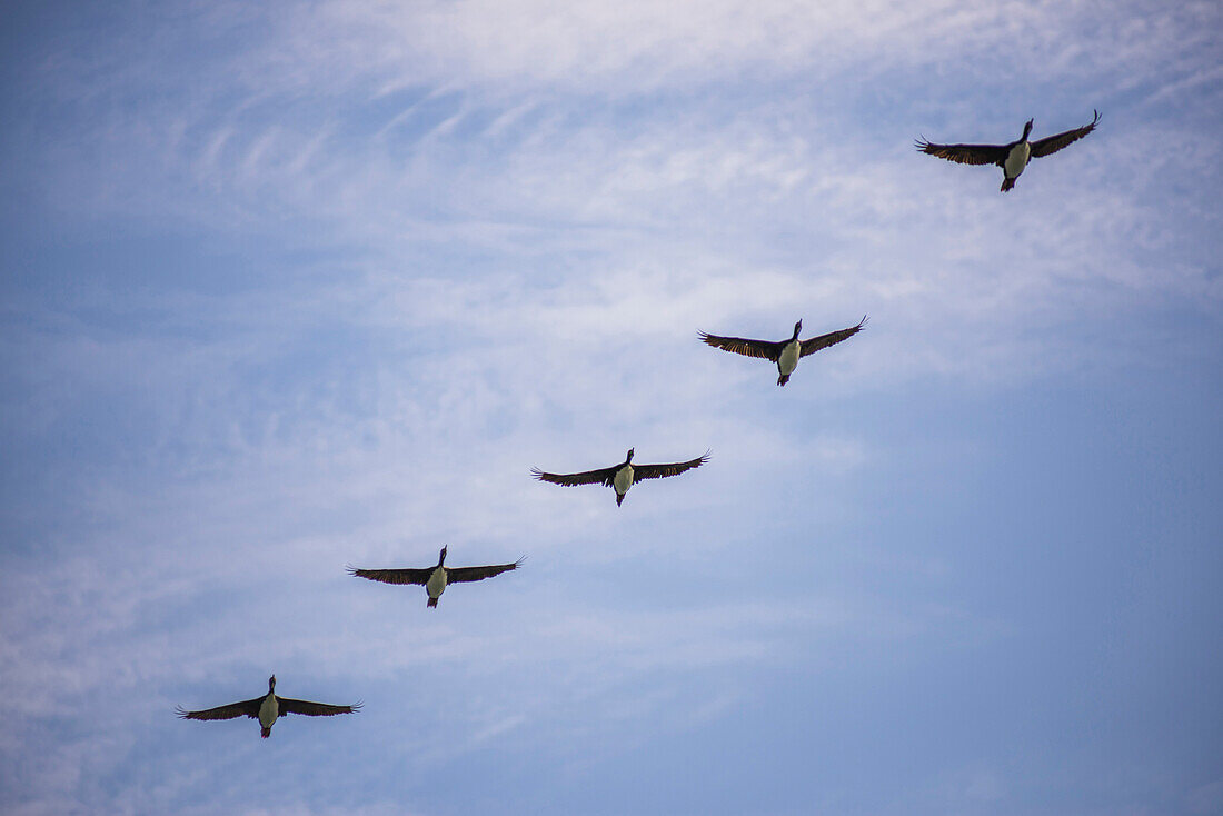 Guanay cormorant or shag Phalacrocorax or Leucocarbo bougainvillii birds flying, Ballestas Islands, Paracas, Peru, South America