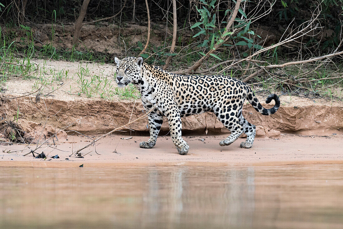 Jaguar Panthera onca on a riverbank, Cuiaba river, Pantanal, Mato Grosso, Brazil, South America