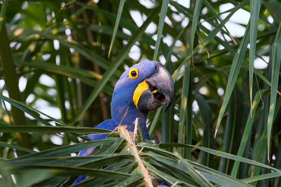 Hyacinth macaw Anodorhynchus hyacinthinus eating nuts, Pantanal, Mato Grosso, Brazil, South America