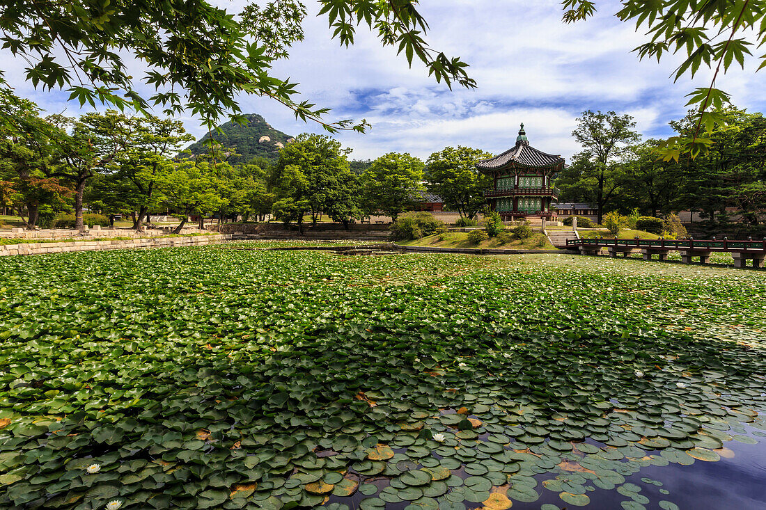 Hyangwonjeong, hexagonal pavilion on island in water lily filled lake in summer, Gyeongbokgung Palace, Seoul, South Korea, Asia