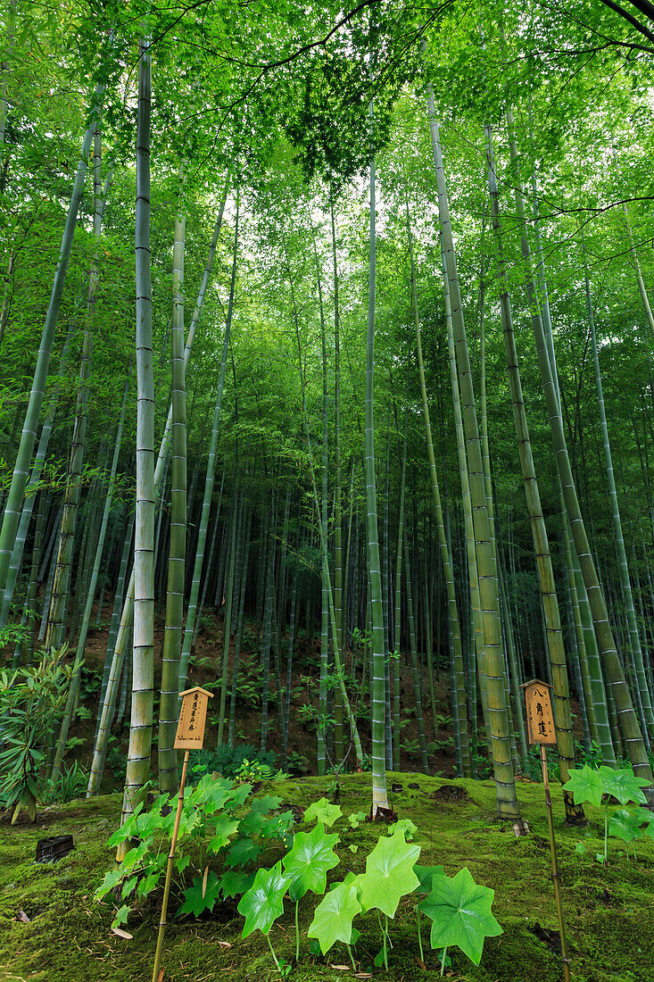 Tenryu-ji temple garden bamboo grove with under-planting in summer, Arashiyama, Kyoto, Japan, Asia