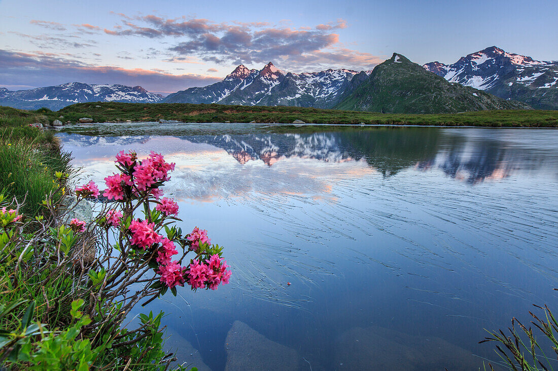 Rhododendrons surround Mount Cardine reflected in Lake Andossi at sunrise, Chiavenna Valley, Valtellina, Lombardy, Italy, Europe