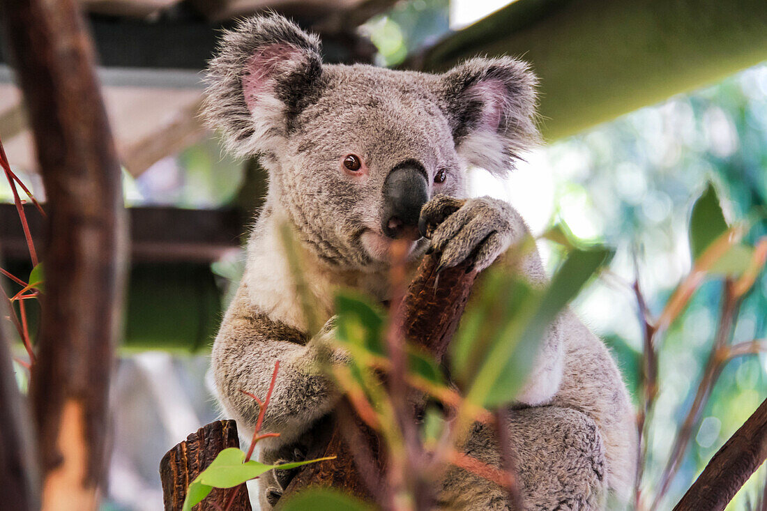 Beautiful and awake koala, Queensland, Australia, Pacific