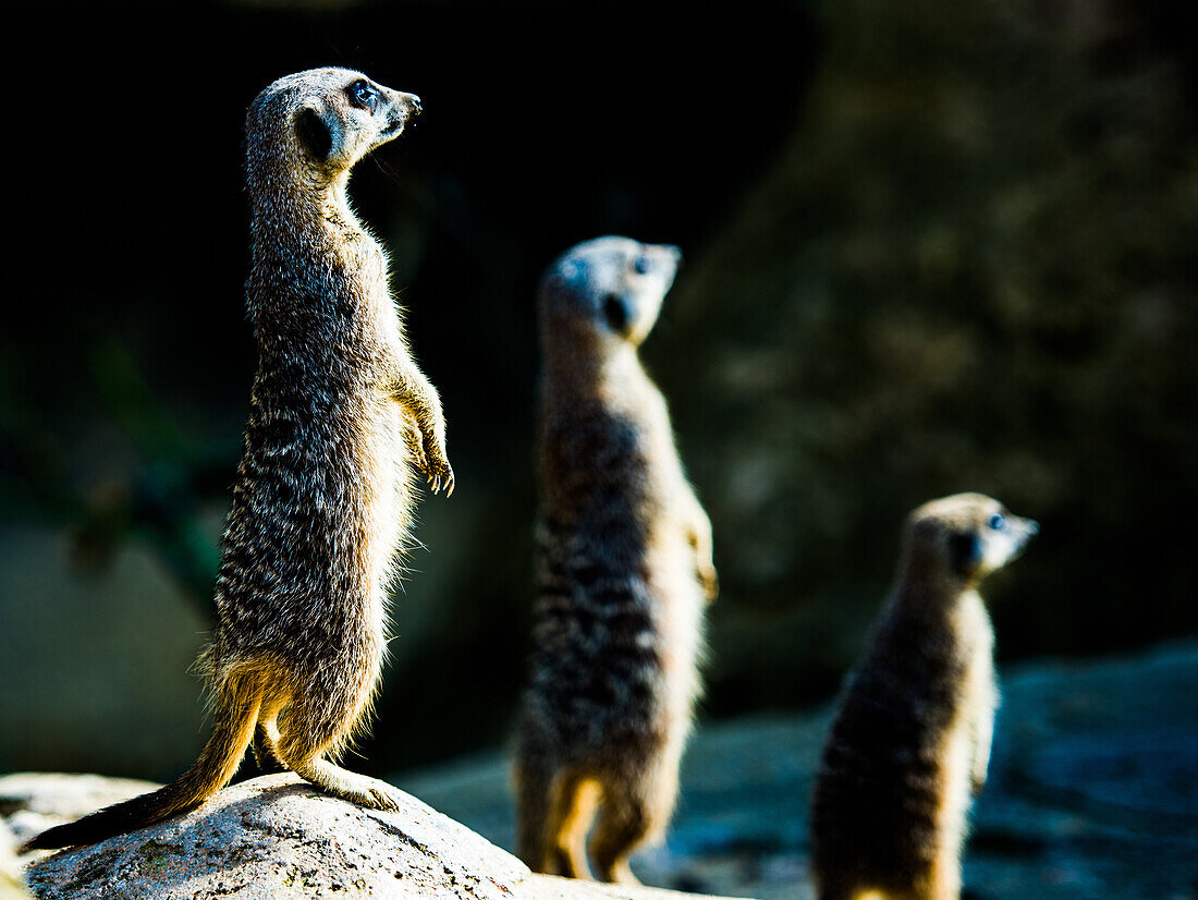 Meerkats Suricata suricatta in captivity, United Kingdom, Europe