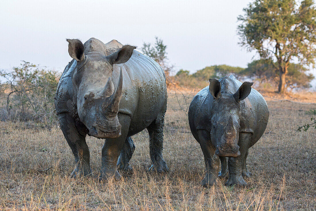 White rhino Ceratotherium simum with calf, Hluhluwe-iMfolozi game reserve, KwaZulu-Natal, South Africa, Africa