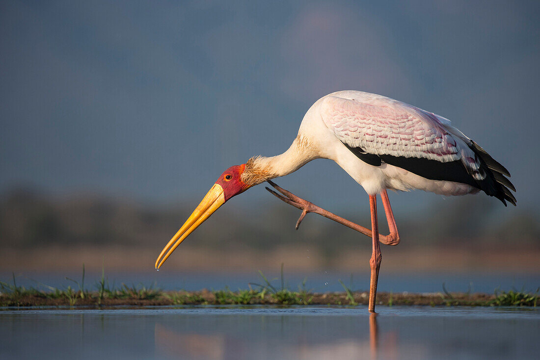 Yellowbilled stork Mycteria ibis, Zimanga private game reserve, KwaZulu-Natal, South Africa, Africa