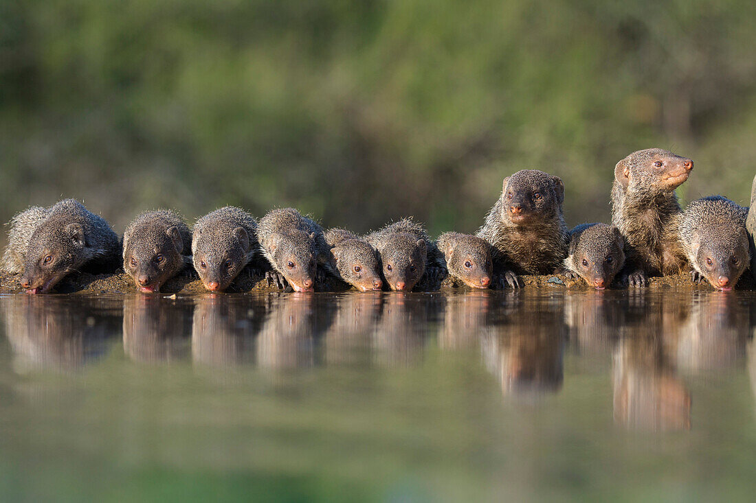 Banded mongoose Mungos mungo drinking, Zimanga private game reserve, KwaZulu-Natal, South Africa, Africa