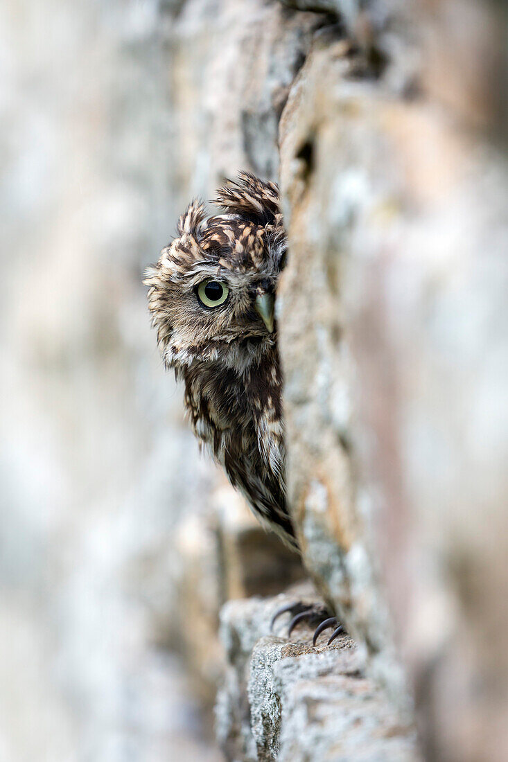 Little owl Athene noctua perched in stone barn, captive, United Kingdom, Europe