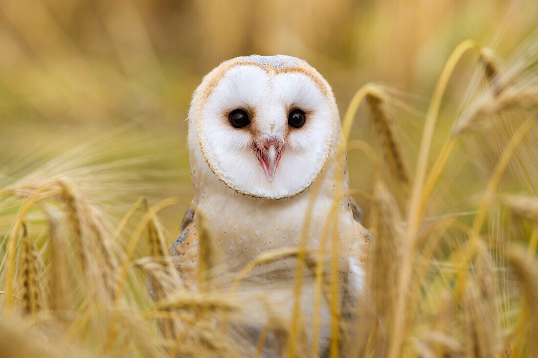 Barn owl Tyto alba, captive, Cumbria, England, United Kingdom, Europe