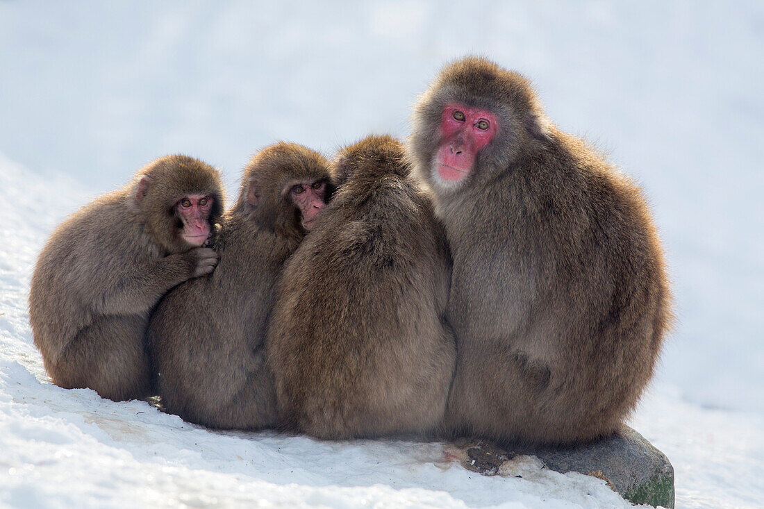 Snow monkeys Macaca fuscata huddling together for warmth, Japanese macaque, captive, Highland Wildlife Park, Kingussie, Scotland, United Kingdom, Europe