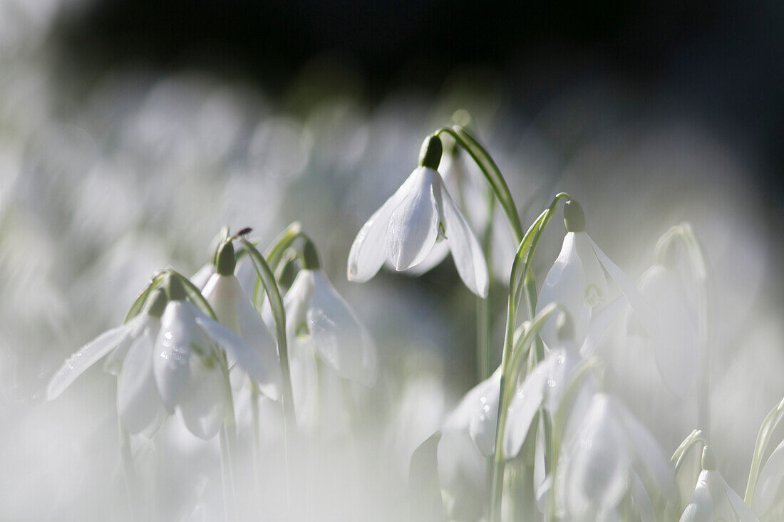 Snowdrops Galanthus nivalis Norfolk, England, United Kingdom, Europe