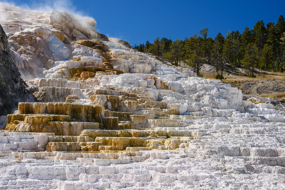 Palette Spring, Travertine Terraces, Mammoth Hot Springs, Yellowstone National Park, UNESCO World Heritage Site, Wyoming, United States of America, North America