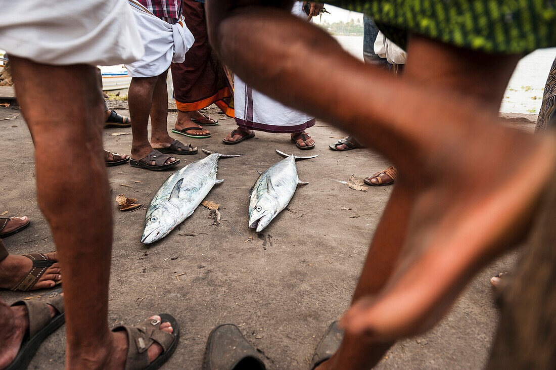 Fish market, Cochin, Kerala, India.