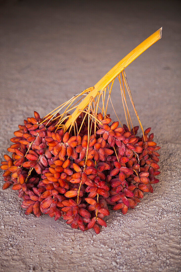 The branch of a fruiting palm at Khan Be'erotayim in Ezuz, Israel.