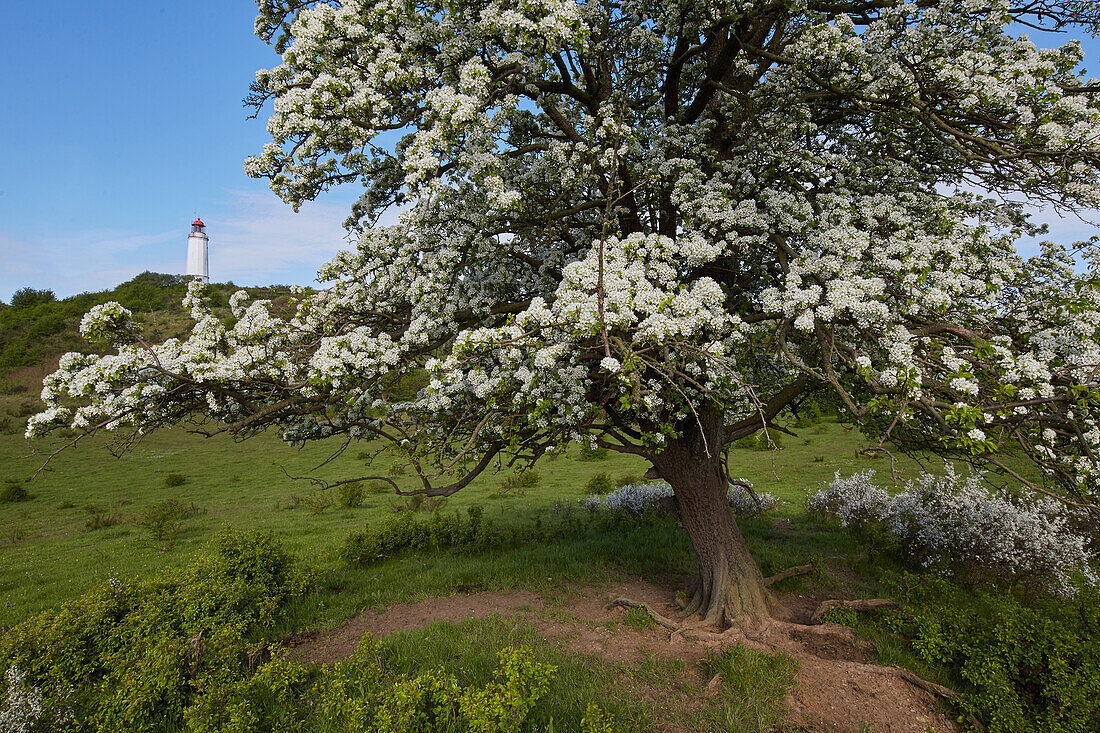 Alter Birnbaum und Leuchtturm auf dem Dornbusch, Insel Hiddensee, Ostseeküste, Mecklenburg Vorpommern, Deutschland