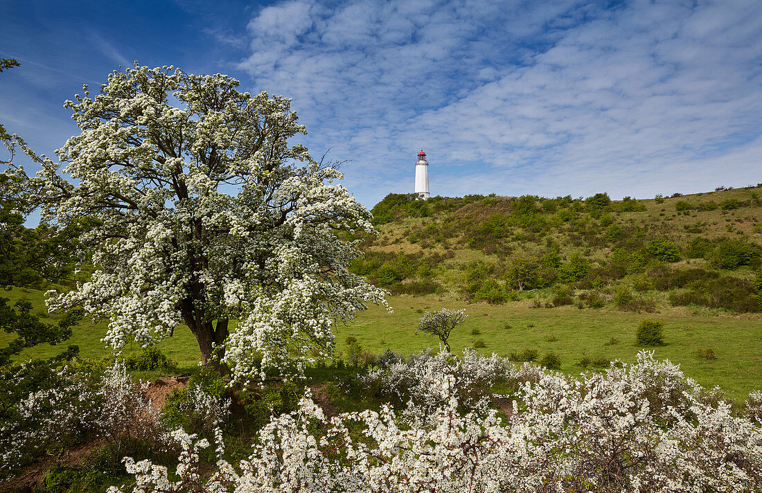 Blühender Birnbaum und Schlehe vor dem Leuchtturm, Dornbusch, Insel Hiddensee, Ostseeküste, Mecklenburg Vorpommern