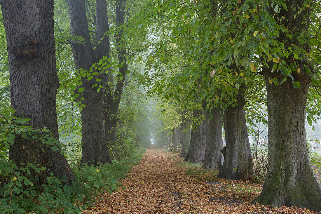 Lindenallee in Westenbrügge, Mecklenburg Vorpommern, Deutschland