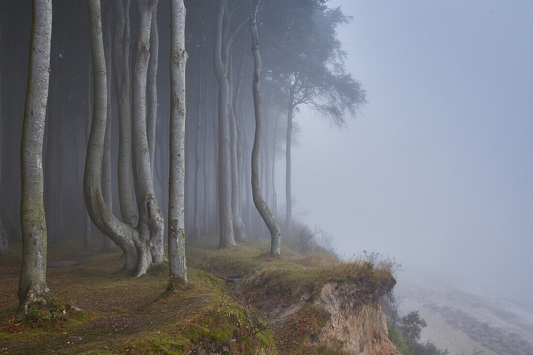 Baltic Sea coast in fog, Ghost Woods near Heiligendamm, Mecklenburg-Western Pomerania, Germany