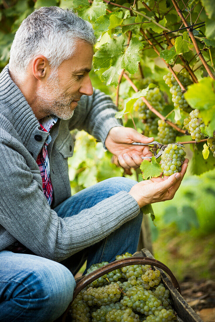 Caucasian farmer examining grapes on vines