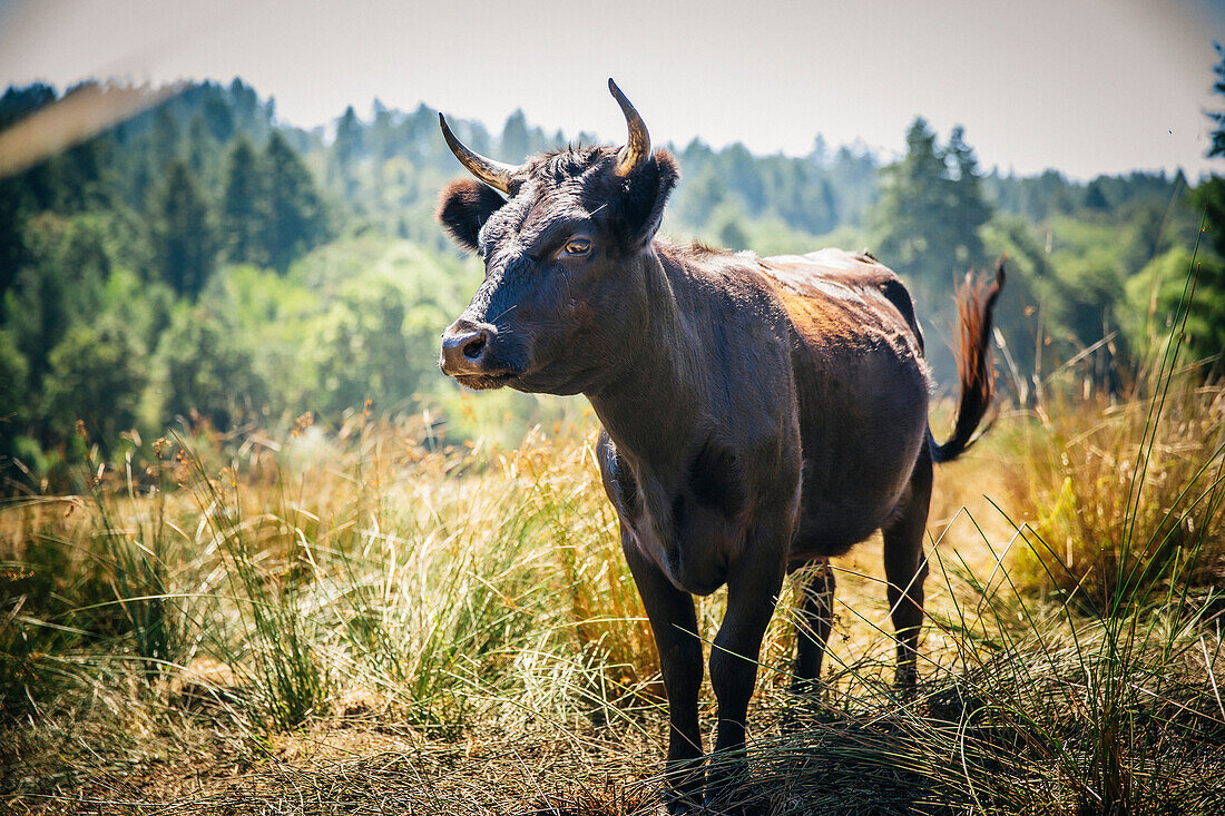 Bull walking in rural field