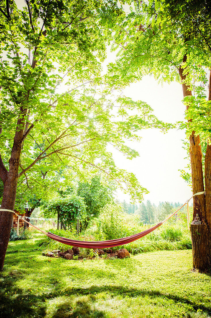 Hammock between trees in backyard