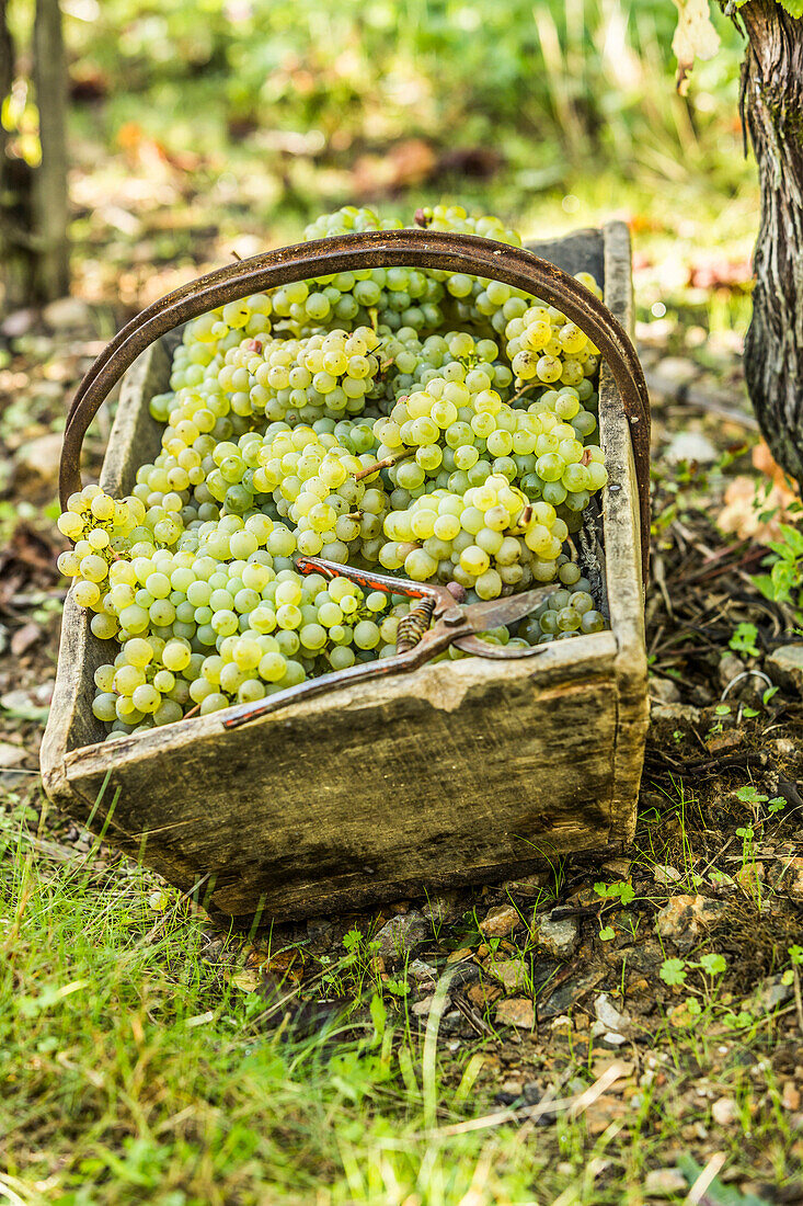 Wood crate of grapes in garden