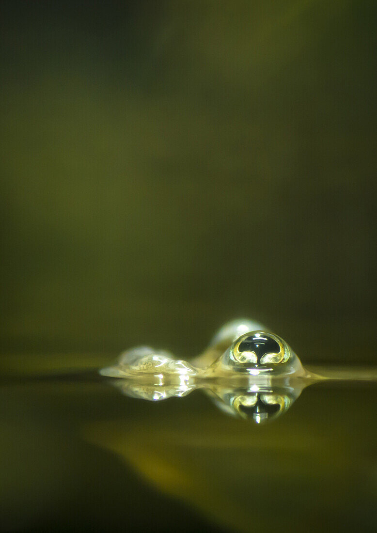 Eyes of a mudskipper looking out of the water and reflecting on water surface, Aquarium Berlin, Germany