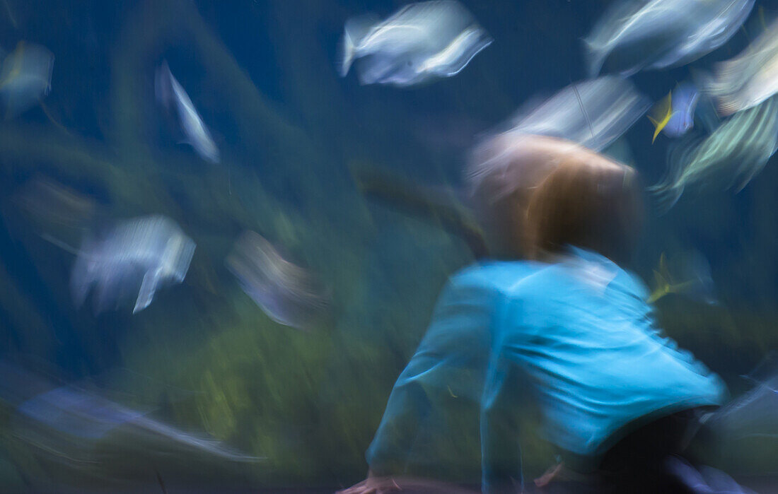 Bewegungsaufnahme mit Unschärfe eines Kindes, während es Fische in einem großen Becken beobachtet  Aquarium, Berlin, Deutschland 2013