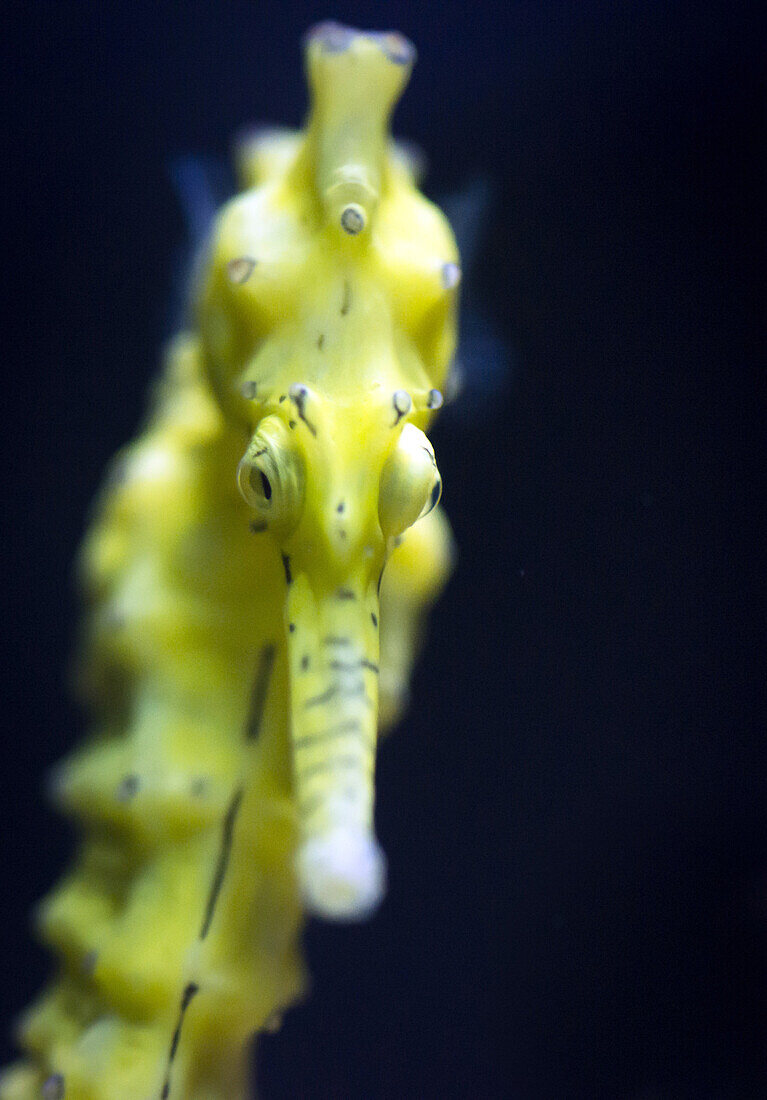 Frontale Detailaufnahme eines gelben Seepferdchen im Berliner Aquarium, Berlin, Deutschland 2013