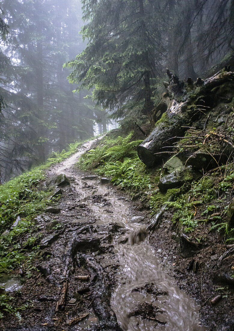 Sommerliches Unwetter in den Wäldern des Berges Nebelhorn im Oberallgäu, Oberstdorf, Deutschland, Oberstdorf 2015