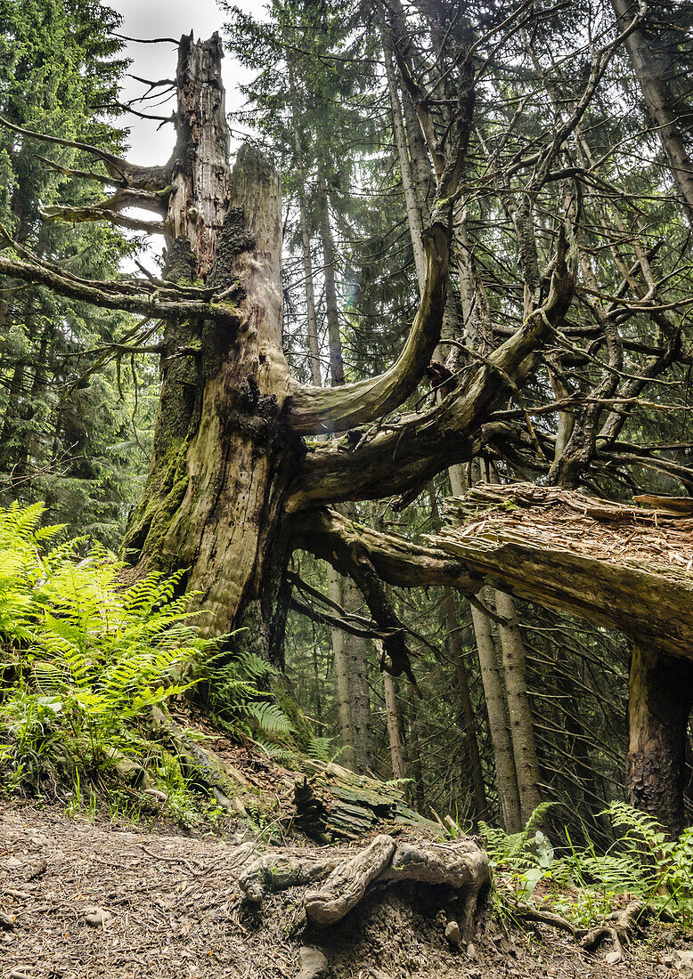 Vom Blitz getroffener und gebrochener alter Baum in den Wäldern des Berges Nebelhorn im Oberstdorf, Oberallgäu, Deutschland, Oberstdorf 2015