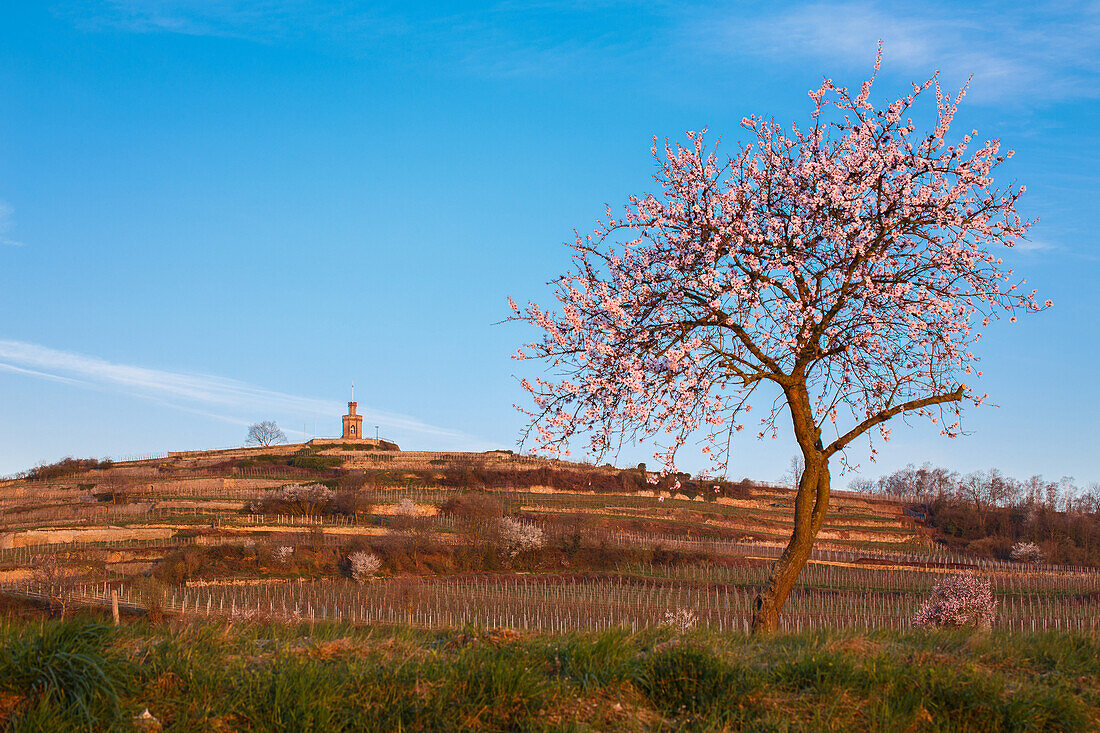 Almond blossom at Faggenturm in Bad Duerkheim, Bad Duerkheim, Rhineland-Palatinate, Germany