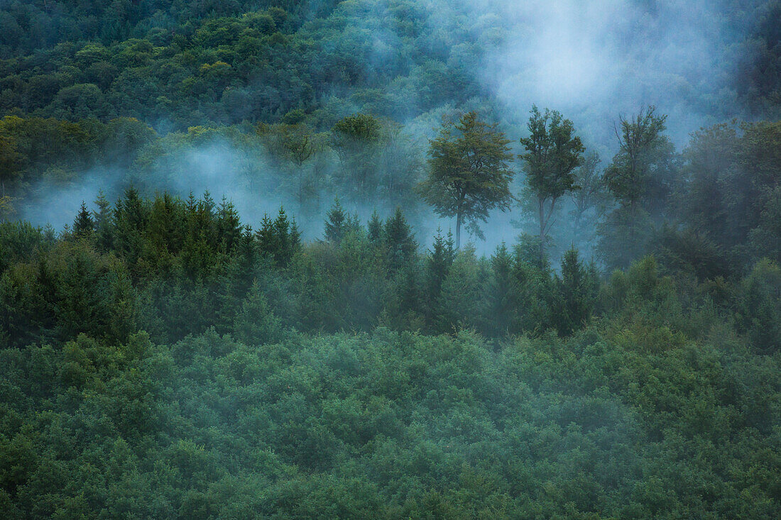 Bäume im Nebel, Pfälzer Wald, Rheinland-Pfalz, Deutschland