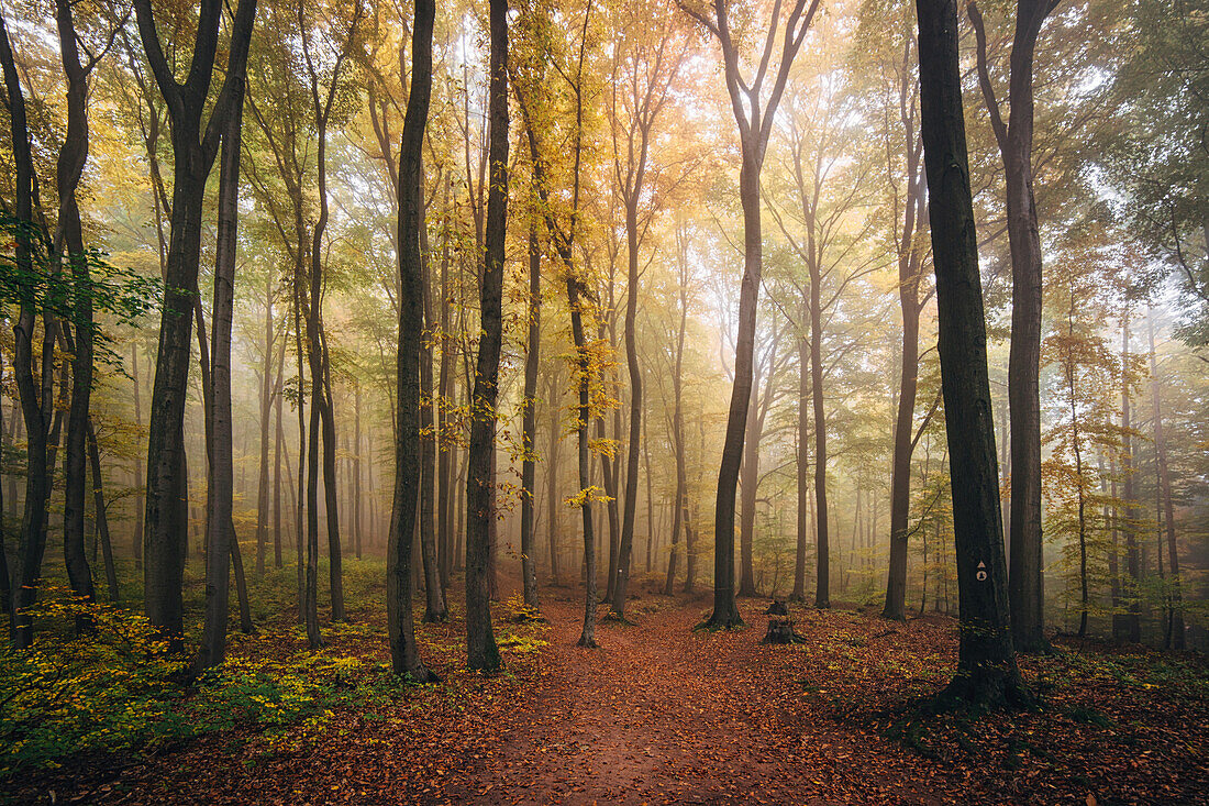 Herbst im Pfälzerwald, Tolle Stimmung mit Nebel, Pfälzer Wald, Rheinland-Pfalz, Deutschland